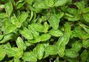 Use baby leaves for salads and stir-fries, thin for full-sized rosettes. Seed has been produced ORGANICALLY without chemical fertilizers on pesticide-free land. 392 Thyme (perennial).