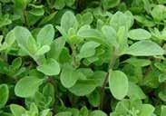 Grown more for its white flowers, leaves are aromatic and often used for teas, and for making fragrant lotions. 2104 Sweet Marjoram. (70 days) Leaves used for seasoning, salads, soups, dressings, etc.