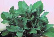Mid-green, wavy leaves with delicious flavour, sharper, more pungent than regular Oregano. Great with pizza and tomato dishes. 2140 Purslane.