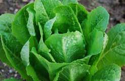 (55 days) Ragged wavy, gray-green leaves (shaped like oak leaves) and reddish purple leaf stems and veins. Colder weather causes the leaves to turn red as well. Tender leaves can be used in salads.