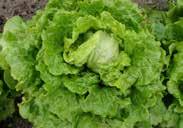 95, 100 g $24.95 232 MESCLUN Bon Vivant. A blend of gourmet lettuce varieties all in one package. Exotic shapes, colours, and textures. Pkt (400 seeds) $1.50, 5 g $4.95, 15 g $8.95, 25 g $12.