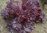 25, 500 seeds $6.25, 1000 seeds $10.50 2274 Outrageous Red. Same Salad Bowl as above but with spectacular magenta-red leaves that will make your salads come alive! Pkt (400 seeds) $2.50, 15 g $6.