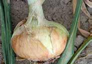 95 Onion White Pearl Pickling ONIONS Sow seed outdoors as early as the soil can be worked. For earlier harvest and larger bulbs, start indoors in a bright spot.