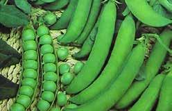 Dark green pods that remain tender and less fibrous even as they mature. Start indoors. Vigorous, semi-dwarf plants. Pkt (20 seeds) $1.95, 10 g $12.