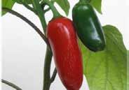 (75 days from set out) An ITALIAN SWEET PEPPER with horn shaped fruit, tapering to a point. Very sweet flavour when ripe, raw or cooked. Pkt (15 seeds) $1.95, 200 seeds $19.95 2926 Super Hot Jalapeno.