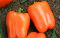 (72 days from set out) Same large bell peppers as California Wonder above, with excellent flavour. Seed produced ORGANICALLY without chemical fertilizers on pesticide-free land. Pkt (15 seeds) $2.