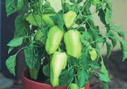 Pkt (15 seeds) $1.95, 200 seeds $19.95 2924 Satsuma Hybrid. (75 days from set out) Thickwalled, blocky sweet peppers that mature from green to bright orange. Sweet, crunchy, very productive.