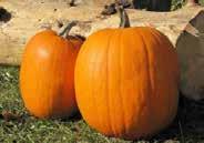 Pkt (10 seeds) 95, 15 g $11.50 2944 Dill s Atlantic Giant. (120 days) Exceptionally large, prize-winning pumpkins that can weigh, with the right growing conditions, over 500 lbs. Pkt (10 seeds) $4.
