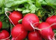 Make successive sowings until early summer. Radishes prefer cooler weather; avoid planting when hot. 300 French Breakfast.