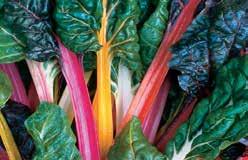 (28 days) Plump elongated pink roots with a mild, crisp flavour. Keeps well. Pkt (200 seeds) $1.50, 25 g $5.95, 100 g $9.95 RADICCHIO (Italian Chicory) 2985 Indigo (Red Chicory).