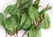 50 SWISS CHARD (Spinach Beet) This very nutritious vegetable produces thick, crumpled leaves that are used like spinach.