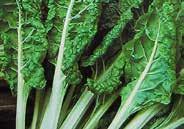 Pkt (150 seeds) $1.50, 25 g $5.95, 100 g $11.95, 400 g $22.95 328 Perpetual Chard. (55 days) Finely textured spinach-like leaves with small green stems.
