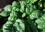 (25-35 days) Semi-savoy, oval, smooth, dark green leaves. Can be harvested as babyleaf spinach, or left to mature. Slow to bolt to seed. Early. Pkt (150 seeds) $1.75, 25 g $7.25, 100 g $13.