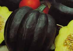 95 314 Black Zucchini. (45 to 65 days) A summer squash with cylindrical, black-green fruit and white flesh. Fruit is best picked when about 15 cm (6 ) long; this also encourages more bearing.