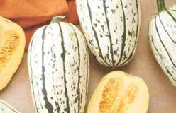 Use in salads, raw, or in casseroles. Pkt (12 seeds) $1.95, 20 g $12.95 319 Buttercup. (100 days) A winter squash with turban-shaped fruit, 15 cm (6 ) in diameter, and weighing about 1.5 kg (3 lbs).