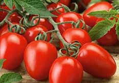 Pkt (15 seeds) $2.25, 300 seeds $22.95, 500 seeds $31.95 NEW! 3581 Candyland Red. (55 days from set out) A red currant salad tomato with clusters of tiny SUPERSWEET fruit. All American Award winner.