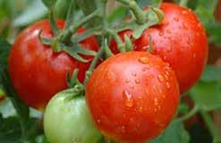 Fruit is also borne continuously over a longer period. 345 Roma VF. (75 days from set out) A paste-type tomato. Fruit is quite meaty with few seeds, and is pear-shaped with a bright red skin.