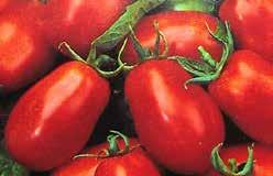 Fruits ripen uniformly. Try it with your favourite pizza recipe. Determinate. Pkt (15 seeds) $2.75, 300 seeds $22.95, 500 seeds $31.95 3623 Polbig.