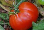 Vigorous and very productive, producing extra large beefsteak-type tomatoes weighing about 280 to 340 g (10 to 12 oz.). Must be staked. Disease resistant. Indeterminate. Pkt (20 seeds) $1.