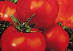 Pkt (20 seeds) $1.50, 10 g $8.95, 25 g $17.95 3634 Marmara. (75 days from set out) Intense red marmande-type fruit, weighing about 140 to 170 g (5 to 6 oz).