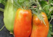 HEIRLOOM VARIETY. Pkt (20 seeds) $1.50, 10 g $8.95, 25 g $17.95 3635 Terenzo F1. (56 days from set out) A TUMBLER- TYPE cherry tomato for hanging baskets and containers.