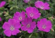 It produces small striking blooms for summer color in borders or rock gardens.