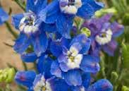 99 Delphinium Summer Cloud DWARF DELPHINIUMS Compact mounds of delicate lacy green foliage with an abundance of small 1.5 flowers. About 25 to 30 cm (10 to 12 ) high.