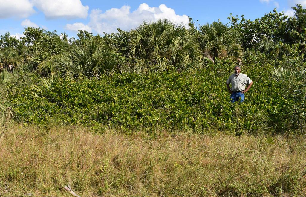 Global Distribution Cocoplum is native to central and south Florida, the West Indies, Mexico, Central America, South America, and West and Central Africa.