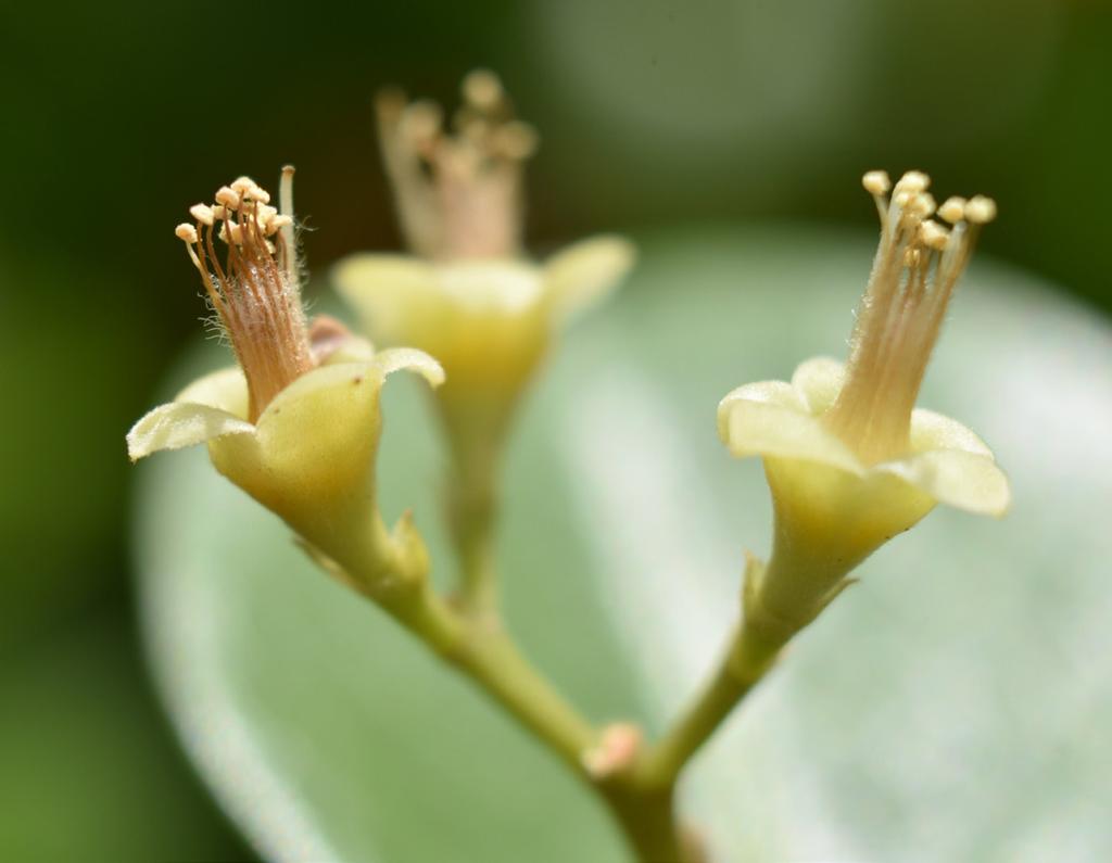 The five distinct (unfused), spreading, pale greenish-to-yellowish sepals and five narrow, white petals are borne atop a conical receptacle (flower base or axis).