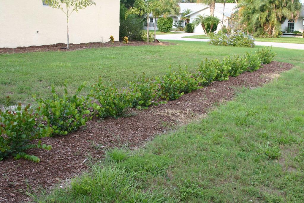 With occasional pruning of upright shoots, Horizontal groundcovers can be maintained at heights of 18 to 24 inches or taller if desired.