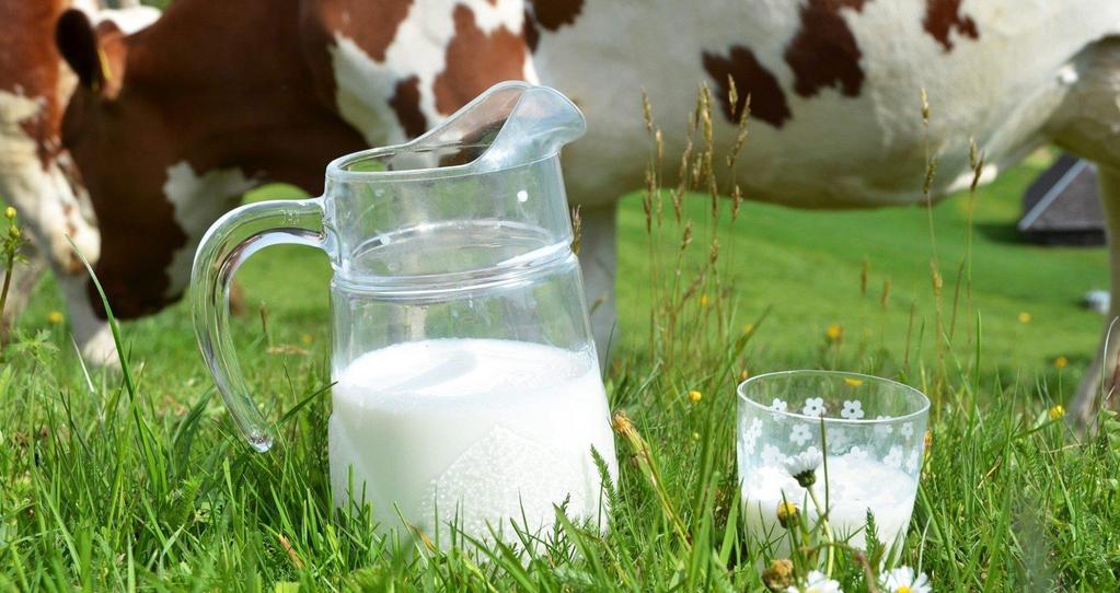 Cow`s Milk Protein Allergy COW`s