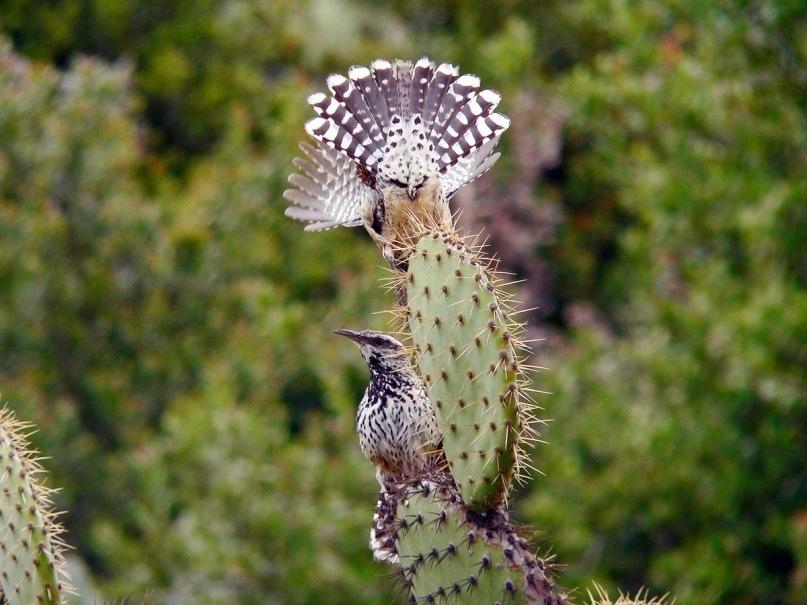 A SCALED APPROACH 1. Test artificial nest structures to tide Cactus Wren over 2. Test efficacy of planting methods 3.