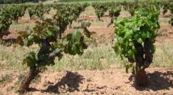 Vendimia VINEYARDS: RESPECT FOR OUR REGION In order to reduce pesticide and other treatments in the vineyards we work with Organic criteria.