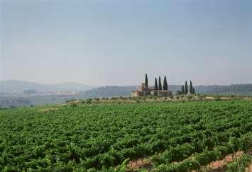 total amount of vineyards of St. Sadurní.