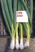make a semi-flat bulbs with strong leaf CXR 1971: White intermediate day indicated for August - September, spring until may sowing, have a long upright dark green leaf, very interesting for bunching