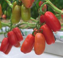 season Excellent fruit shelf life Plum tomatoes single (San Marzano) Seviocard A San-Marzano variety with resistance to C5 and a very strong resistance to blossom-end
