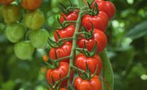 10 Mini-cluster tomatoes Edioso Plant retains a consistent setting and forms unique clusters Vigorous, hardy plant Strawberry/pepper-shaped tomato with excellent cluster