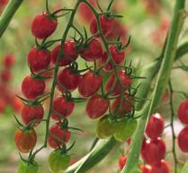 13 Baby-plum tomatoes Angelle A plant with sufficient strength to grow rapidly under generative conditions Crop quality remains high in the summer Very easy-to-harvest fruits with an