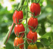 High yield potential and, due to slightly higher coarseness, also lower harvest costs Good fruit set prevents fruit drop Tasty snack tomato Slightly ribbed fruit, well recognised by consumers