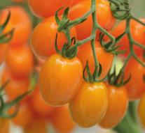 Highest Brix value and besttasting orange snack tomatoes in this segment Bamano High number of flowers and fruits Resistant to tomato mosaic virus (ToMV) Has a