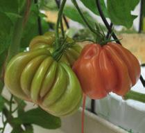 16 Coeur de Boeuf tomatoes Arawak 200-240 gr.