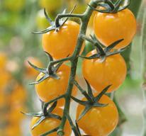 20 Yolita Yellow cherry tomato Able