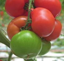5 Standard tomatoes Estatio High production potential and very uniform fruits of 130-150 gr.