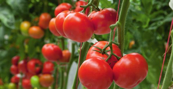 6 Cluster tomatoes big Climstar A jointless, coarse cluster tomato with 5 fruits of up to