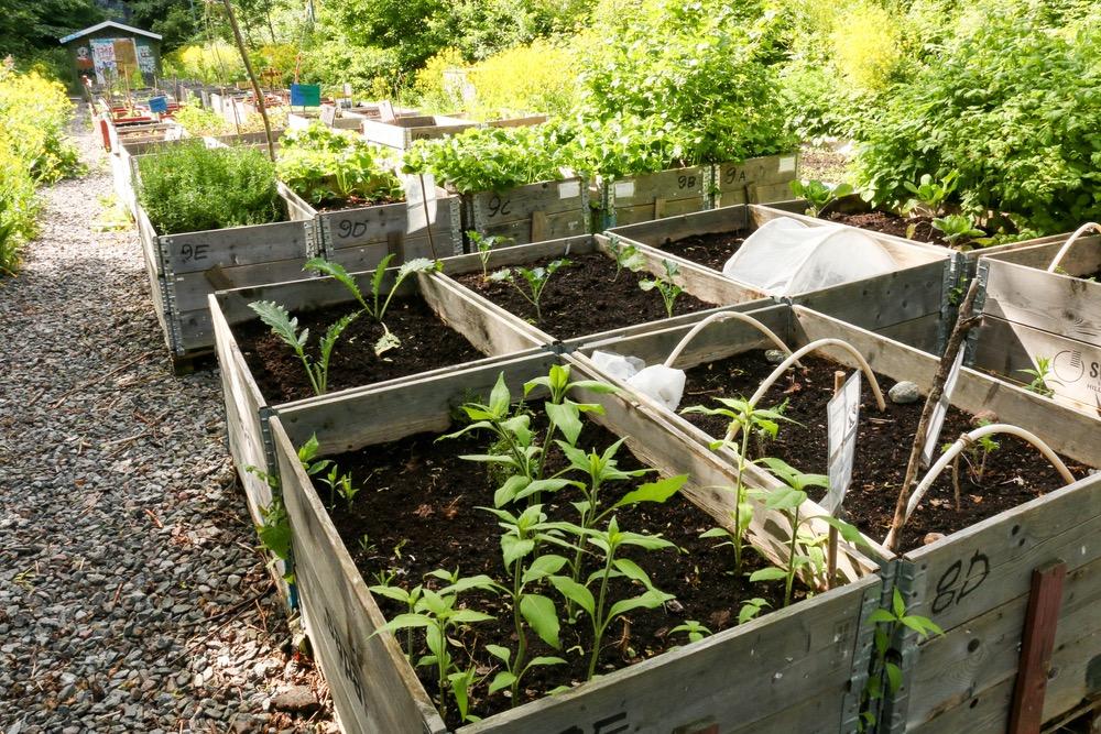 Where to situate your vegetable garden Your vegetable garden should be located in well drained soils in a sunny area. Your soil should be raked, weeded and any stones removed beforehand.