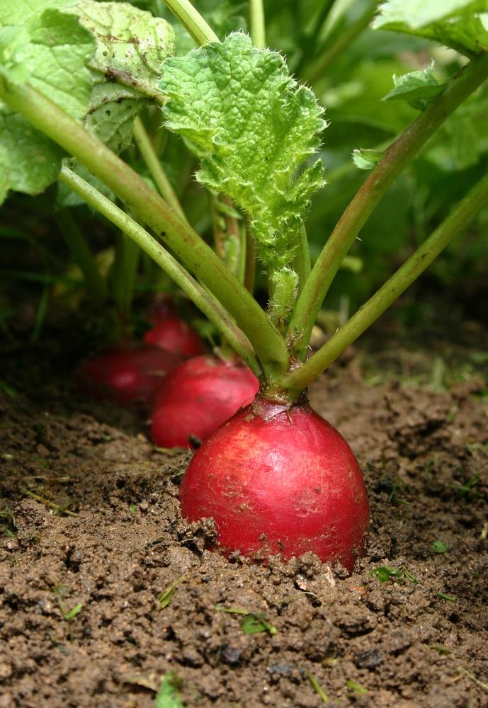 Radish Planting Seeds Radishes are incredibly easy to grow and they tolerate most soil types. They can be grown in Spring or Autumn. Sow the seeds about 1cm deep and 2cm apart in rows 30 cm apart.
