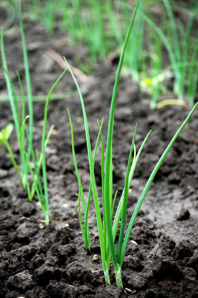 Spring Onion Planting Seeds Make rows 1.5cm deep and 15cm apart and sow thinly. Keep the soil moist but never waterlogged and try to keep weed free.