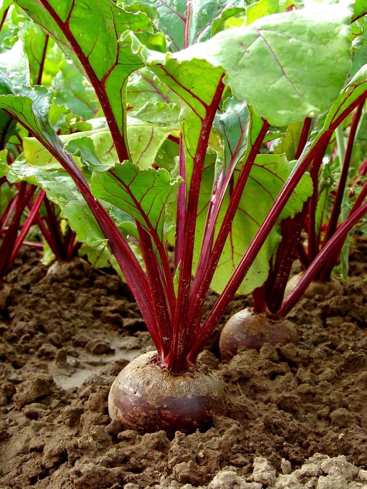 Beetroot Sowing Seeds Beetroot performs best in a sunny spot, grown in welldrained soil that is high in nitrogen and plenty of organic matter.