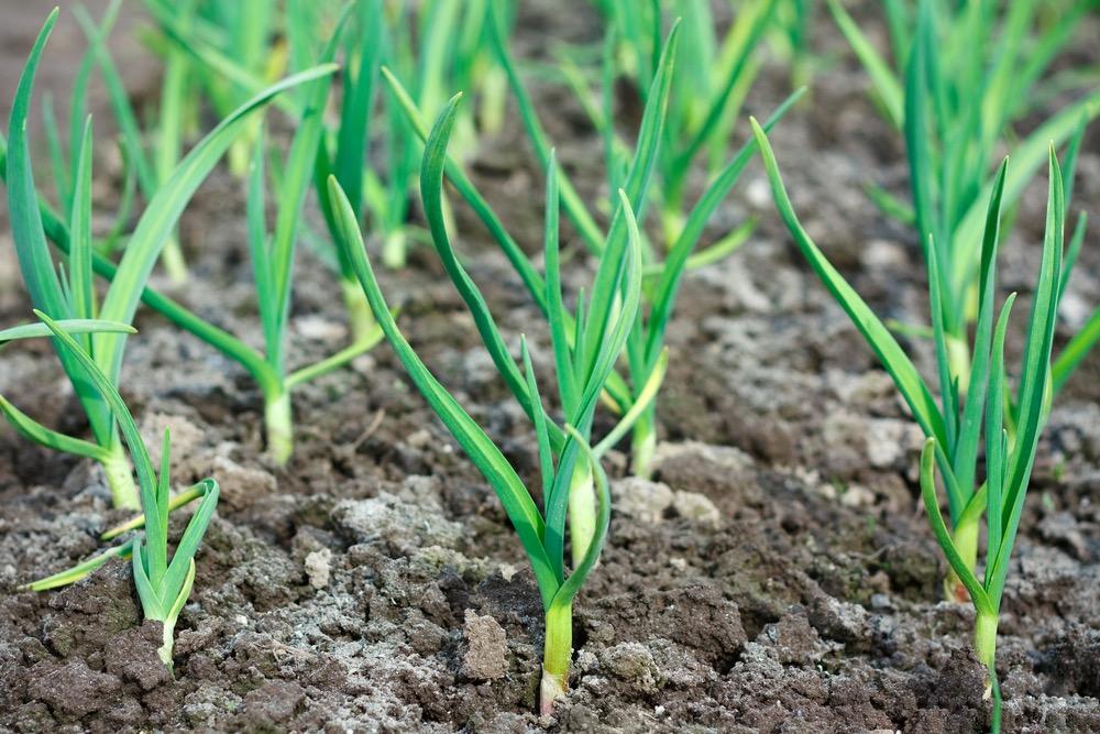 LEARNING SITE IDEAS Garlic Sowing bulbs Garlic bulbs are best planted between November and April. Garlic prefers a very sunny position with a well drained, light soil.