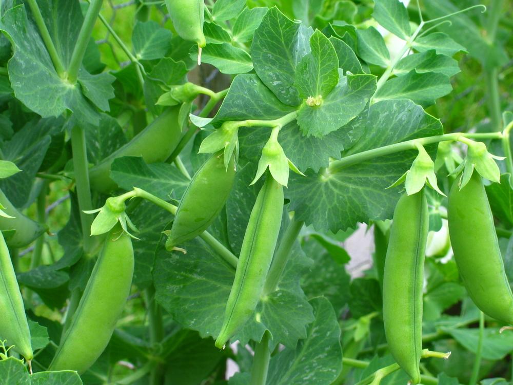 Peas Sowing seeds Choose between shelling peas (grown for the peas inside the pods), or edible podded peas such as sugar snap or mage-tout.
